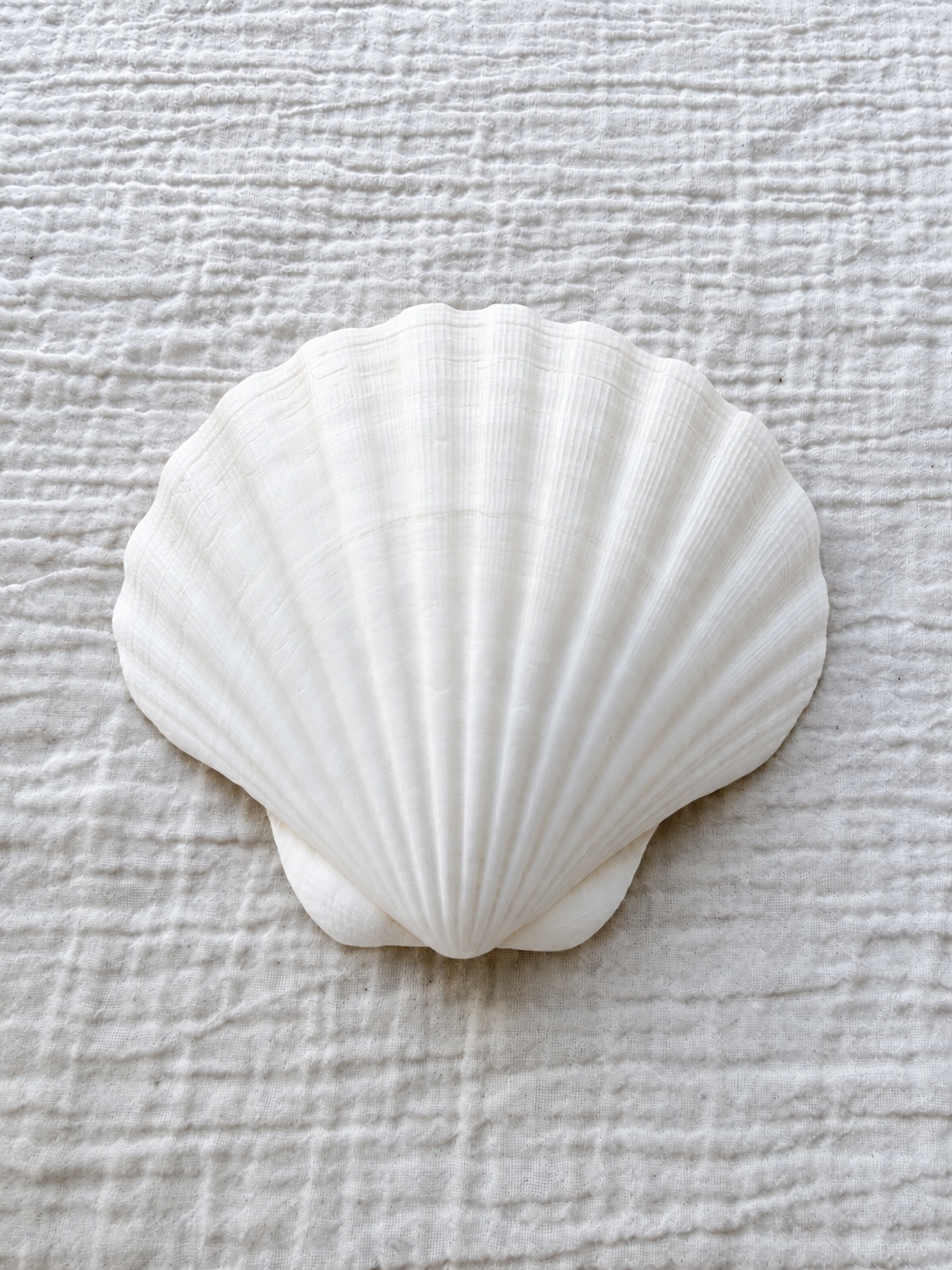 King Scallop