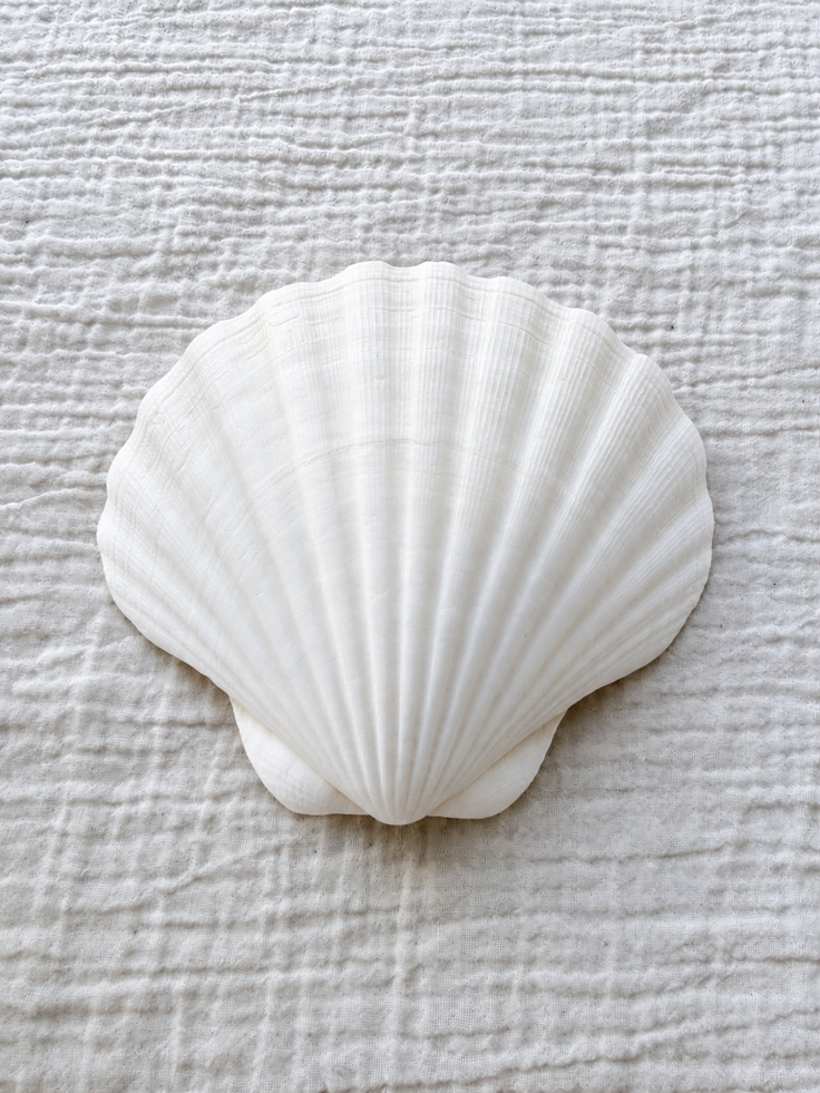 King Scallop