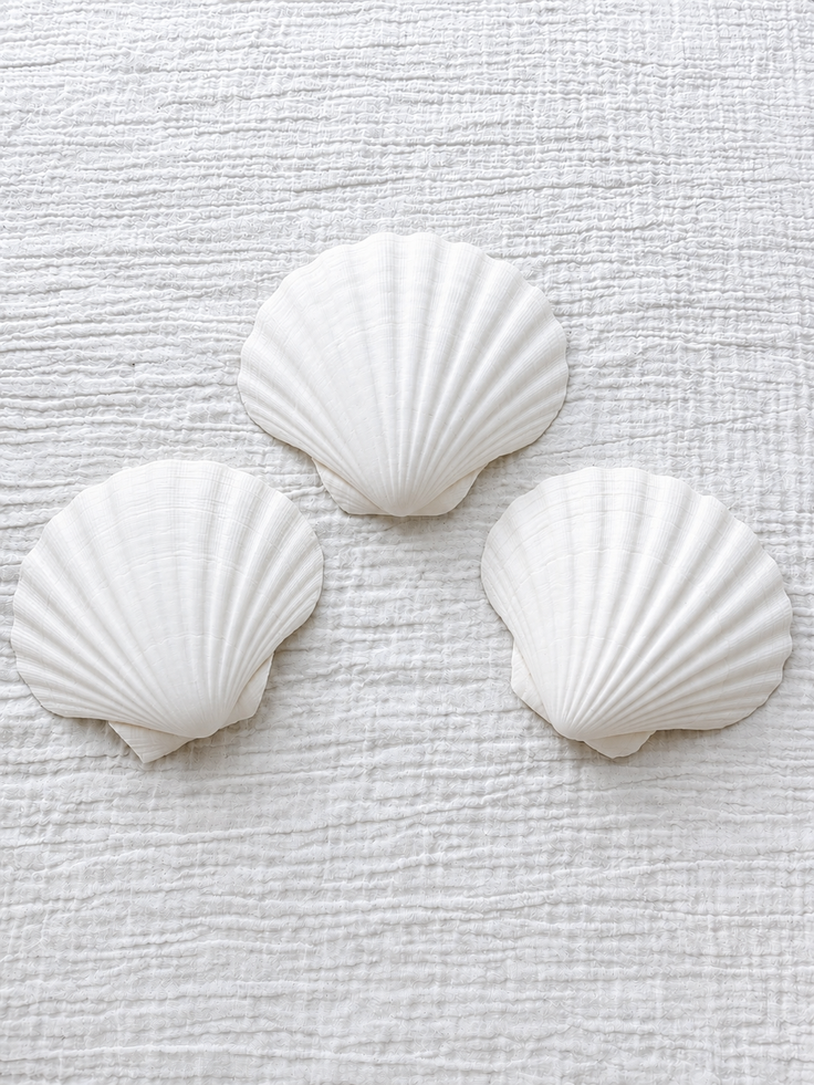 King Scallop