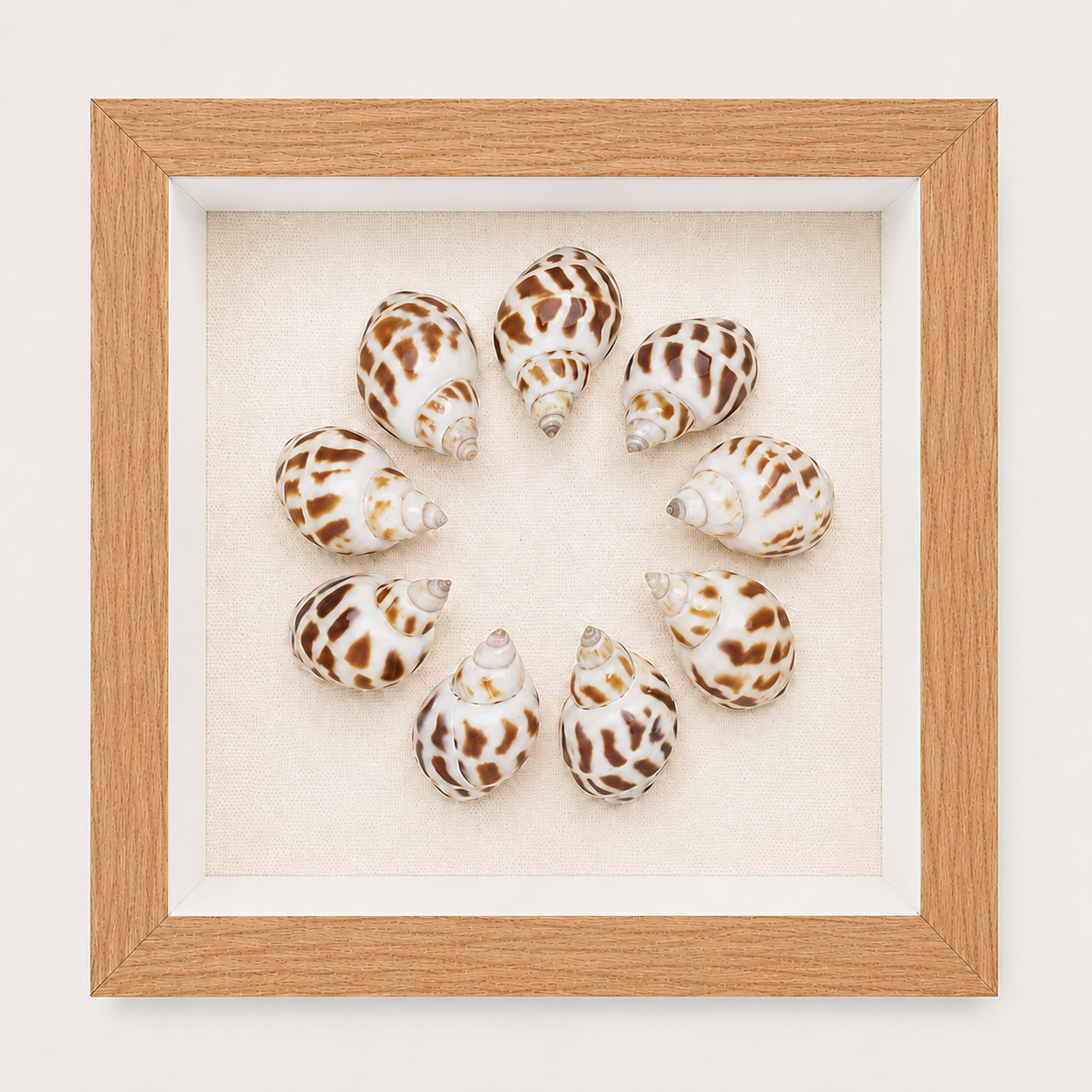 Spotted Babylon Shadow Box