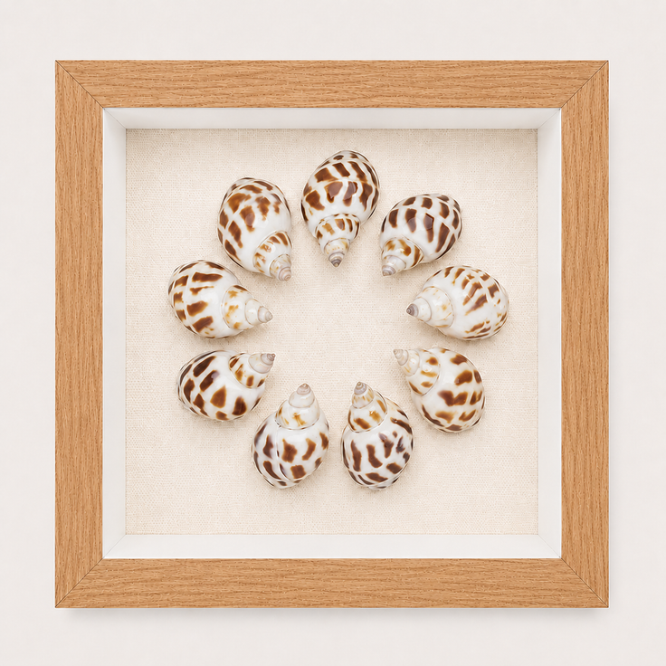 Spotted Babylon Shadow Box