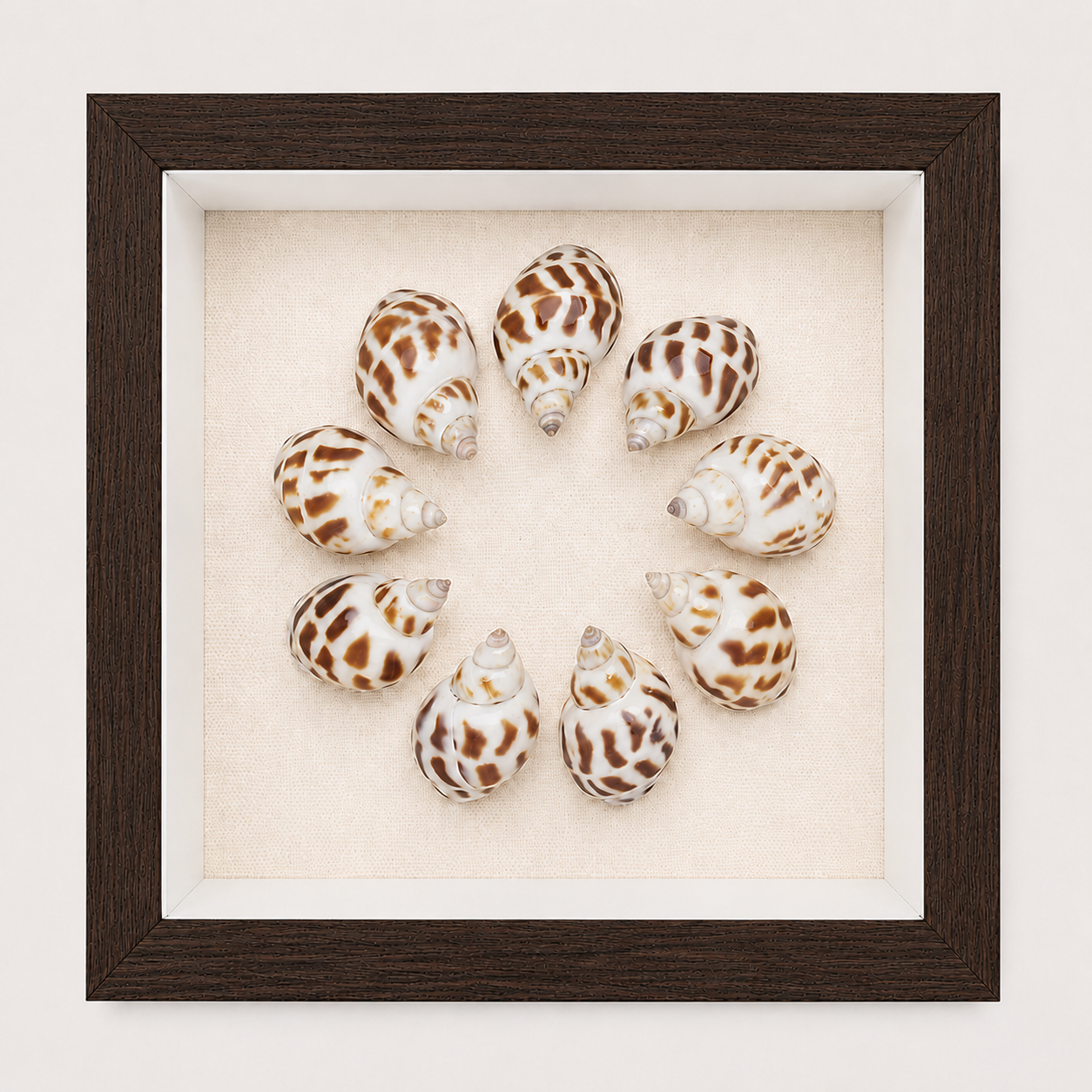Spotted Babylon Shadow Box