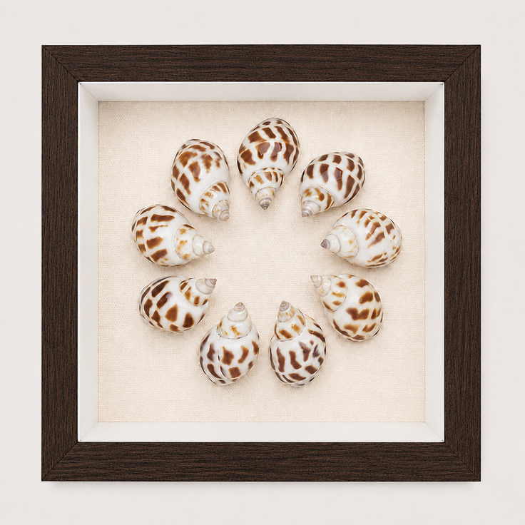 Spotted Babylon Shadow Box