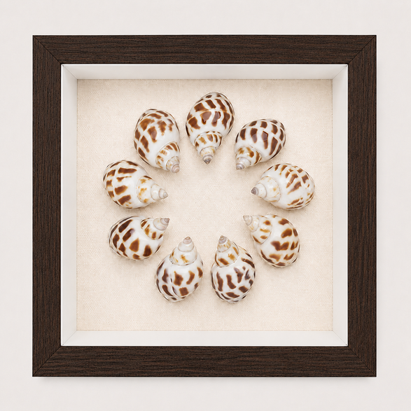 Spotted Babylon Shadow Box