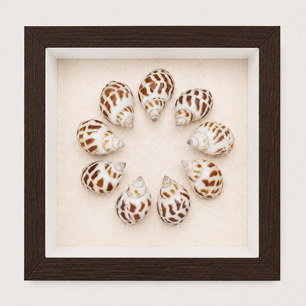 Spotted Babylon Shadow Box