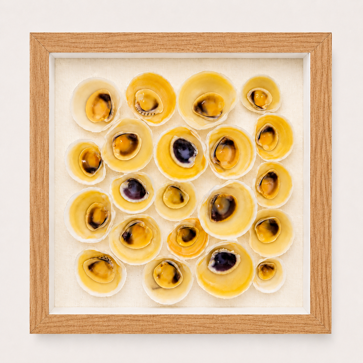 Buttercup Lucine & Cross-Barred Venus Shadow Box