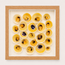 Buttercup Lucine & Cross-Barred Venus Shadow Box