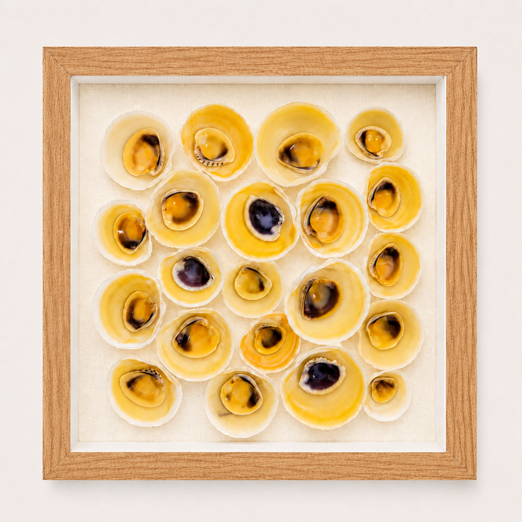 Buttercup Lucine & Cross-Barred Venus Shadow Box
