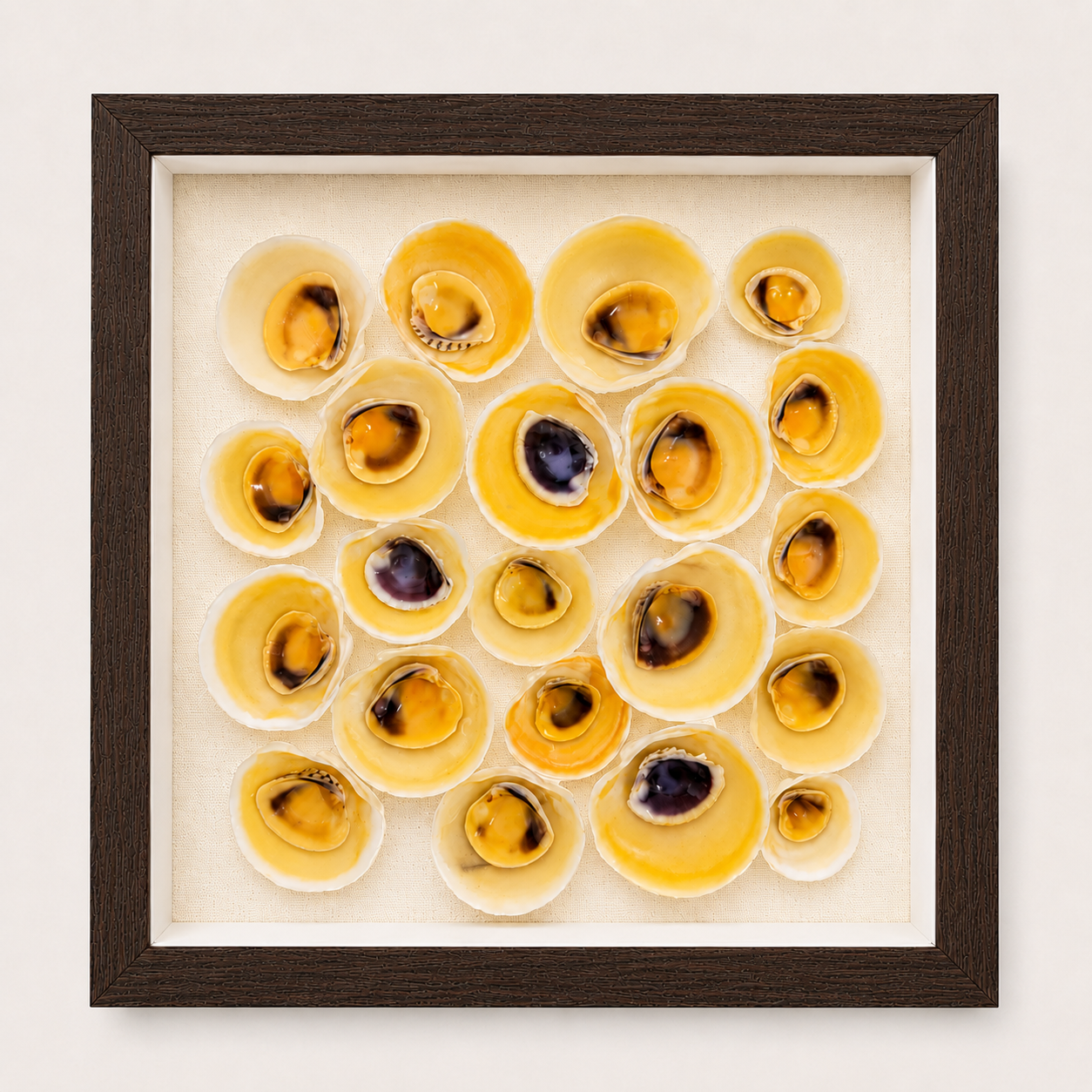 Buttercup Lucine & Cross-Barred Venus Shadow Box