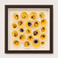 Buttercup Lucine & Cross-Barred Venus Shadow Box
