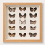 Broad-Ribbed Cardita Shadow Box