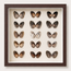 Broad-Ribbed Cardita Shadow Box