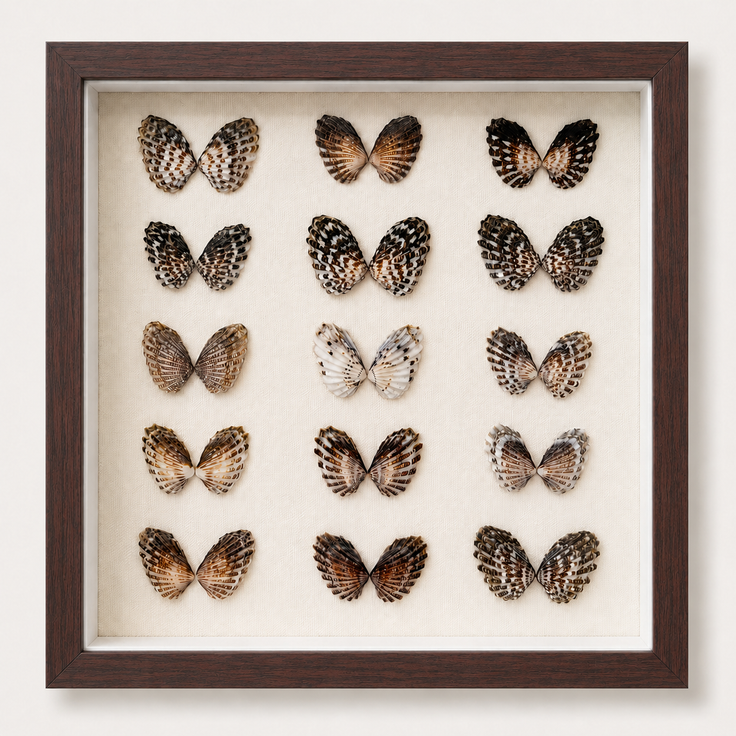 Broad-Ribbed Cardita Shadow Box