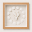 Cardium Clam & Brownstem Coral Shadow Box