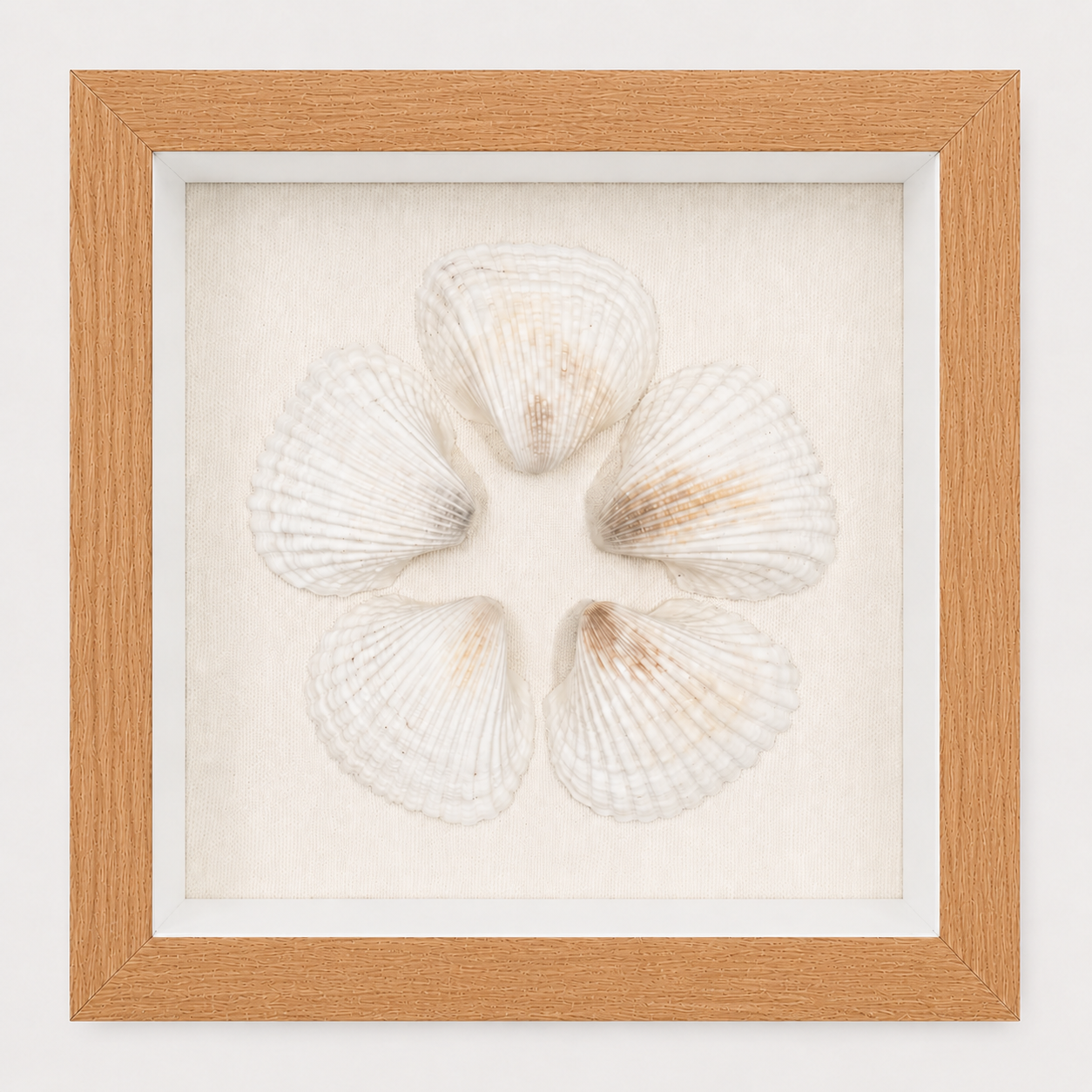 Cardium Clam Shadow Box