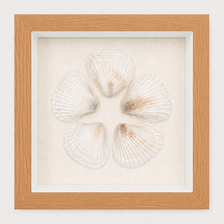 Cardium Clam Shadow Box