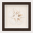 Cardium Clam Shadow Box