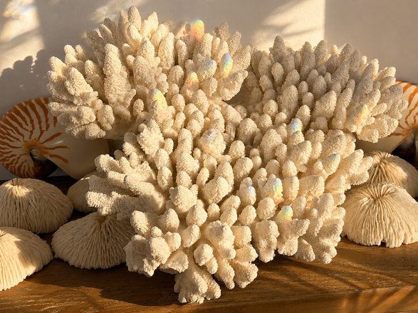 Branching Coral