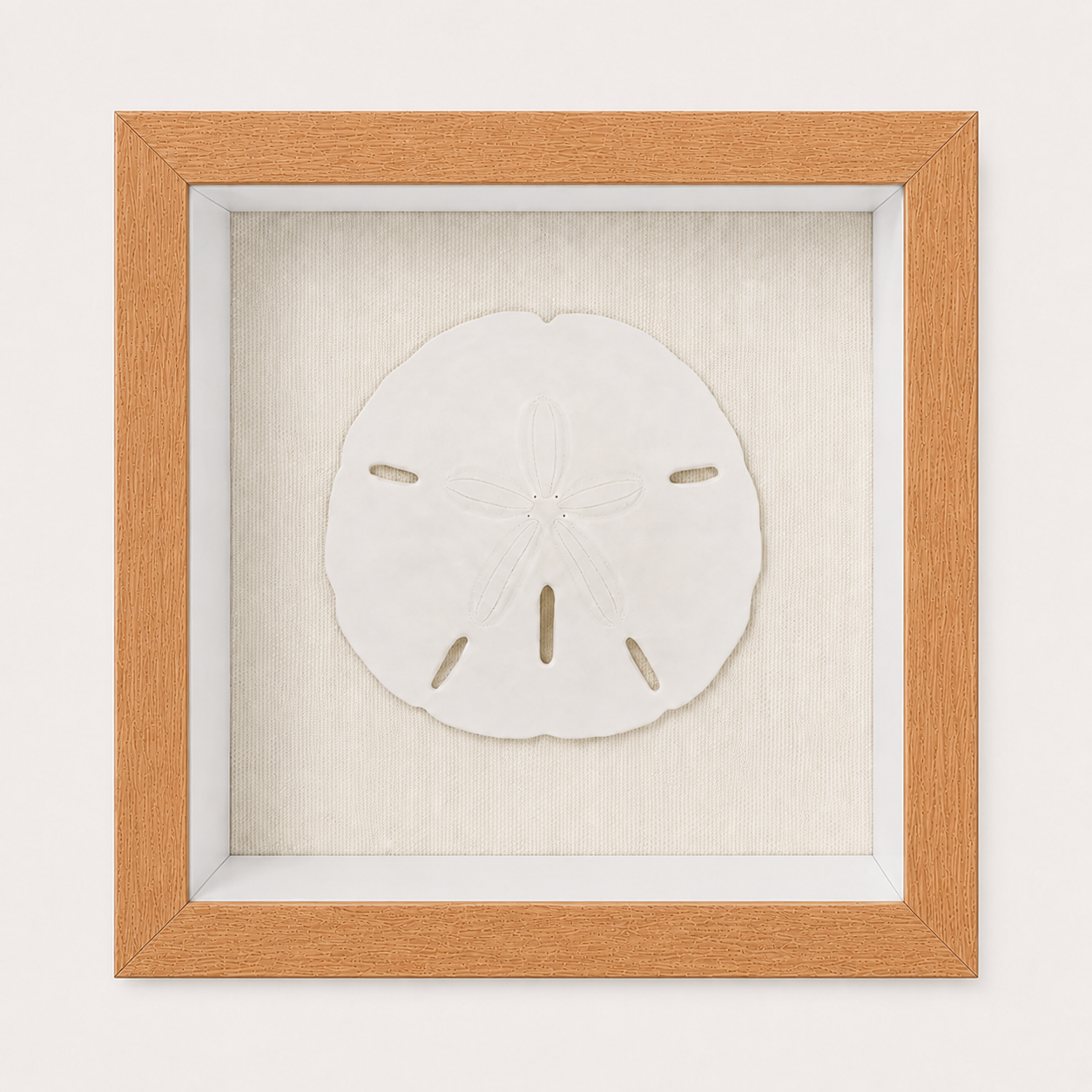 Florida Sand Dollar Shadow Box