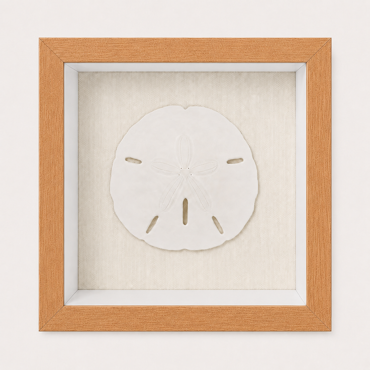 Florida Sand Dollar Shadow Box