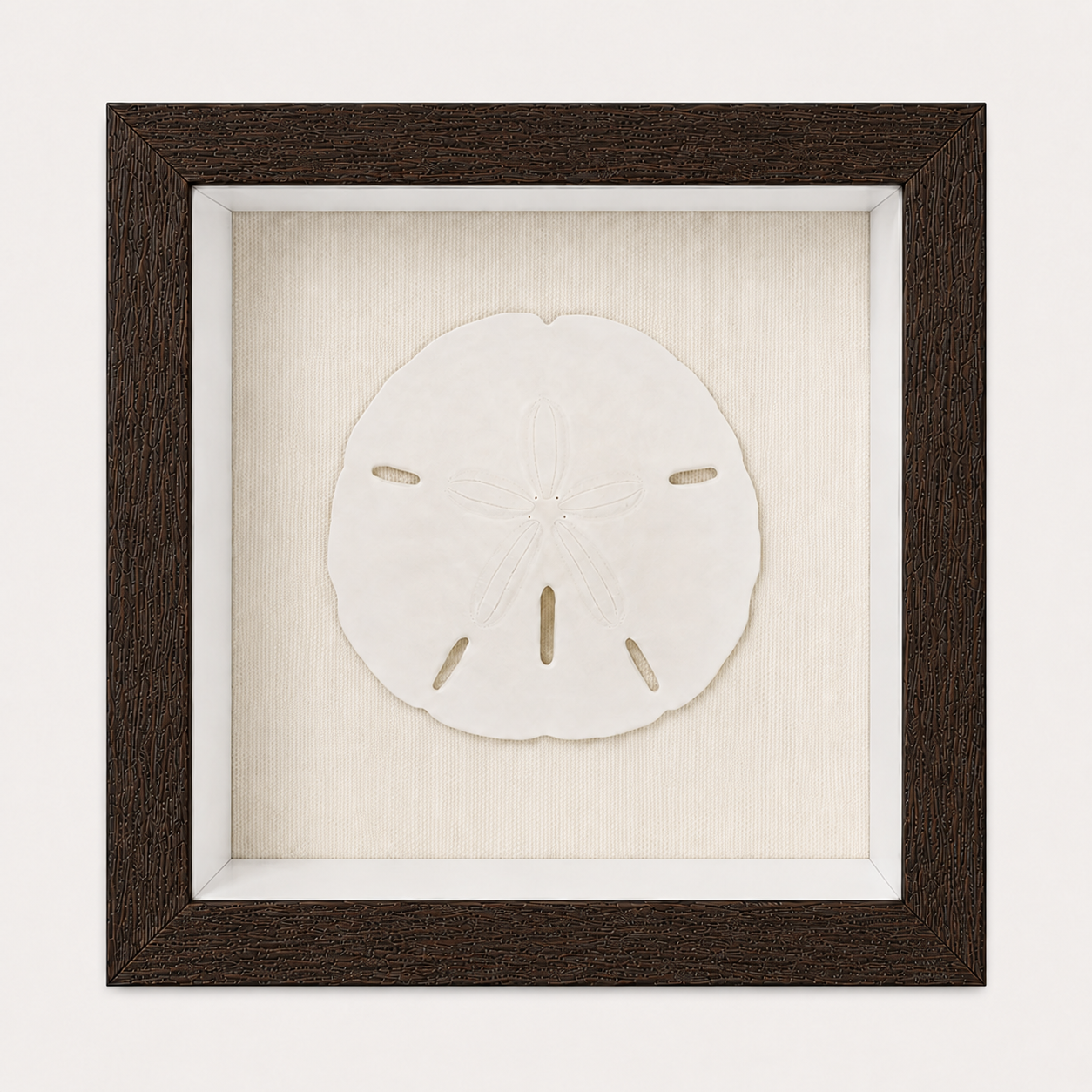 Florida Sand Dollar Shadow Box