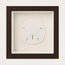 Florida Sand Dollar Shadow Box