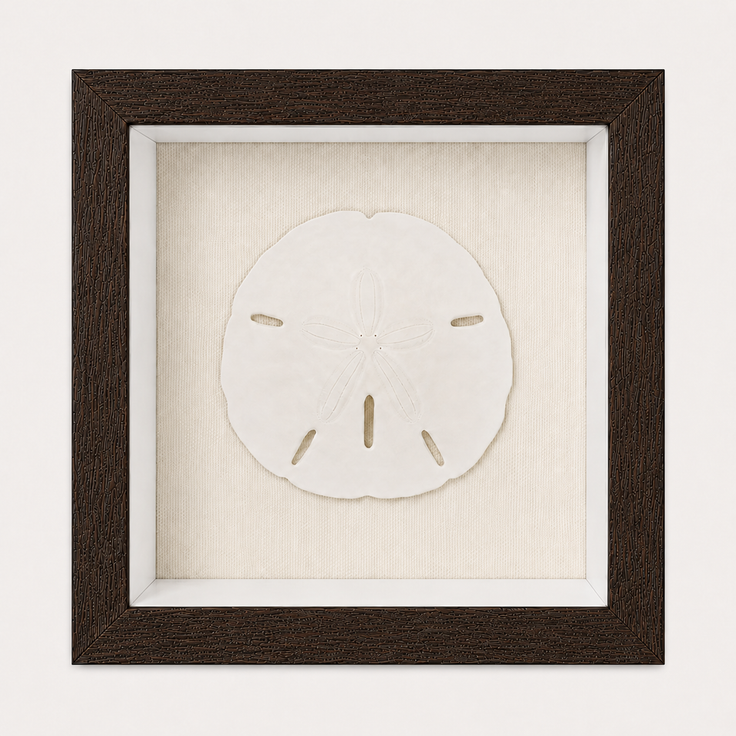 Florida Sand Dollar Shadow Box