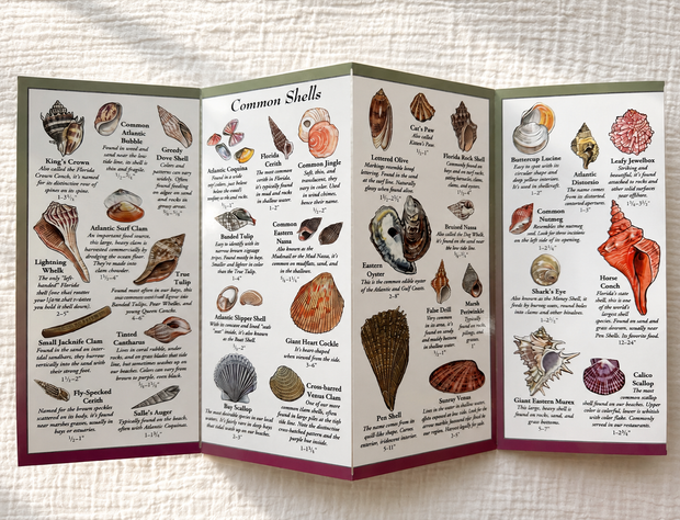 Shells of Florida’s Coast Field Guide