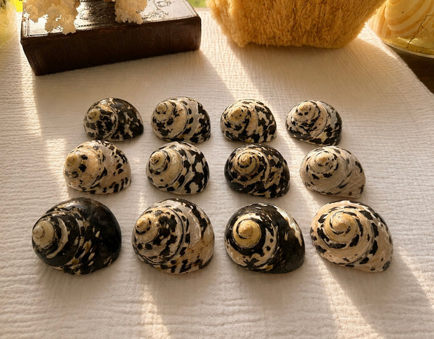 Magpie Turban