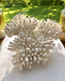 Branching Coral