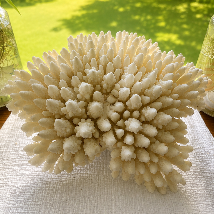 Branching Coral