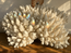 Branching Coral