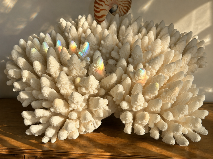 Branching Coral