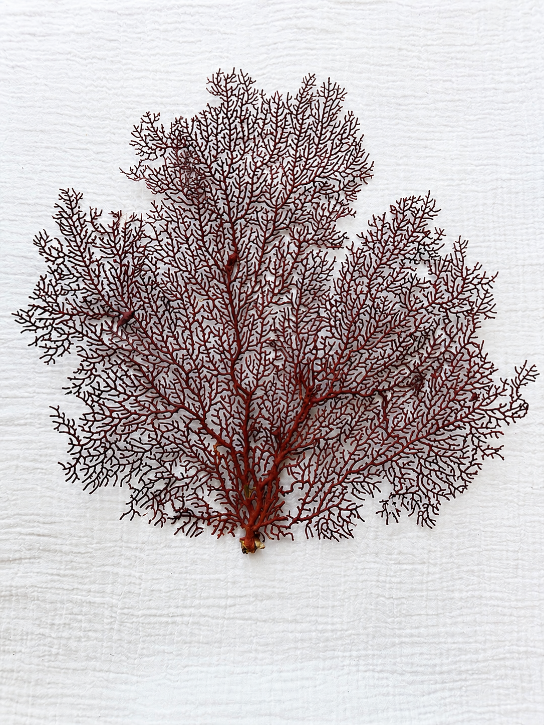 Red Lace Sea Fan