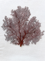 Red Lace Sea Fan