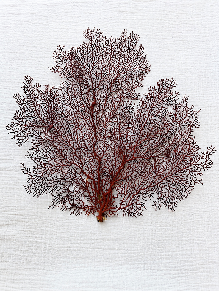 Red Lace Sea Fan