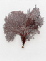 Red Lace Sea Fan