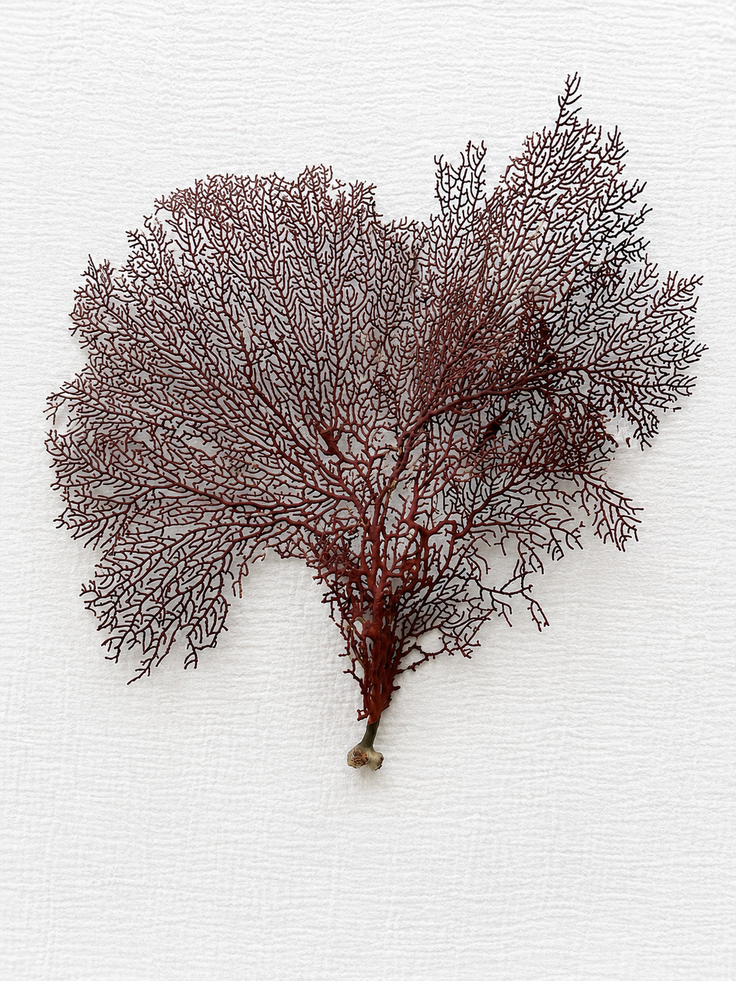 Red Lace Sea Fan