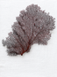 Red Lace Sea Fan