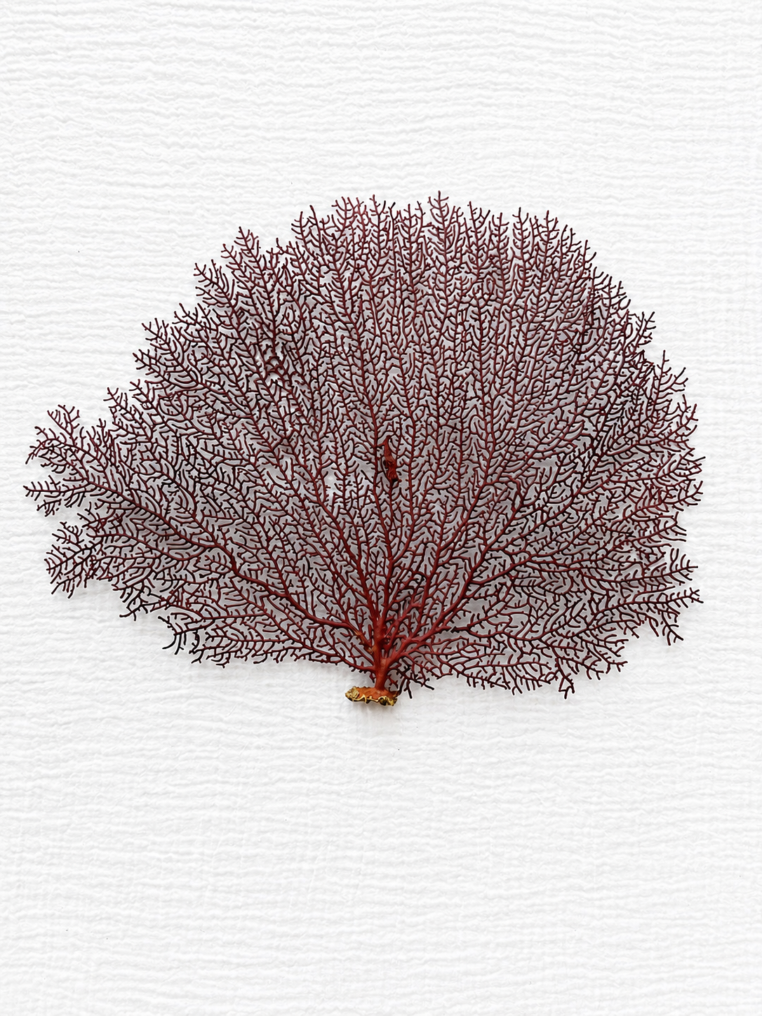 Red Lace Sea Fan