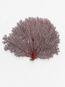 Red Lace Sea Fan