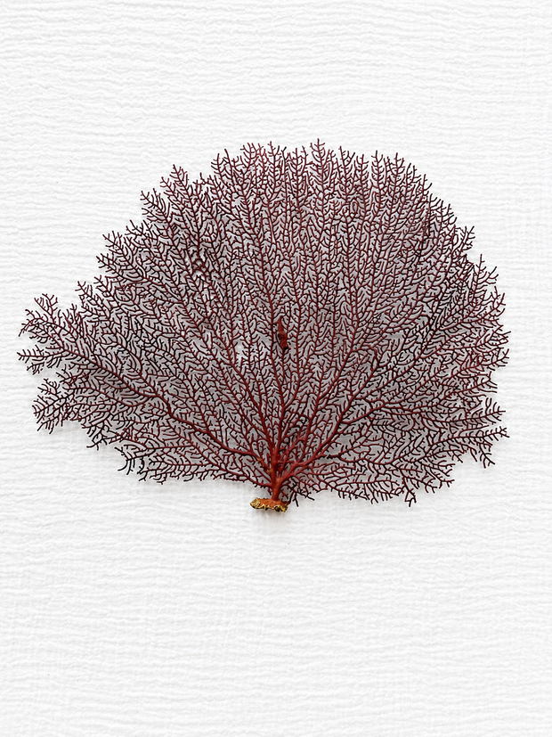 Red Lace Sea Fan