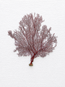 Red Lace Sea Fan