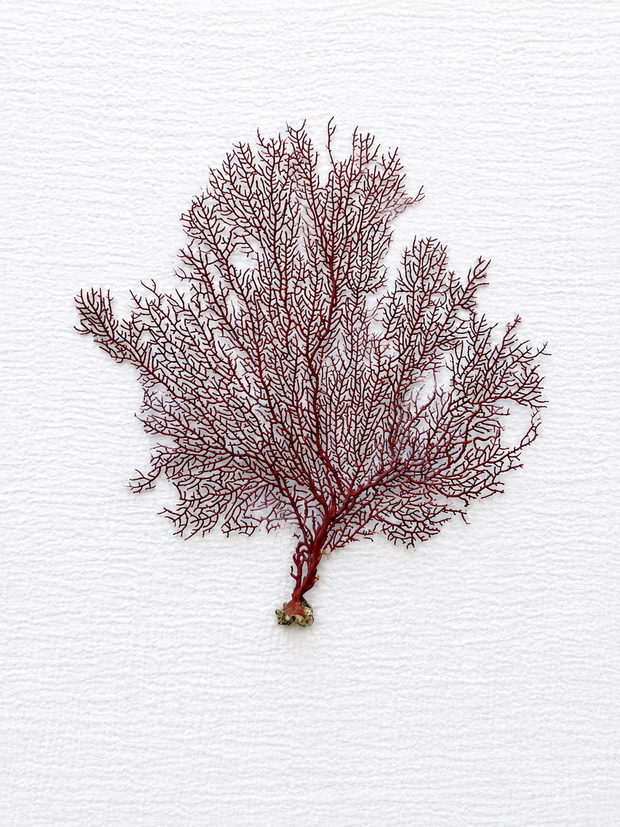 Red Lace Sea Fan