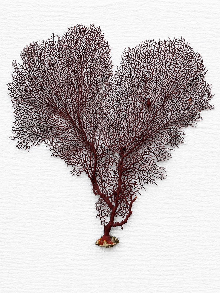 Red Lace Sea Fan