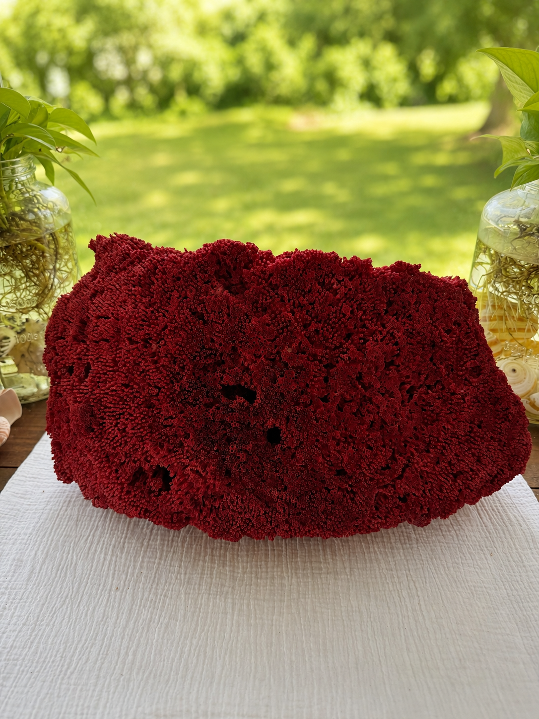 Red Organ Pipe Coral