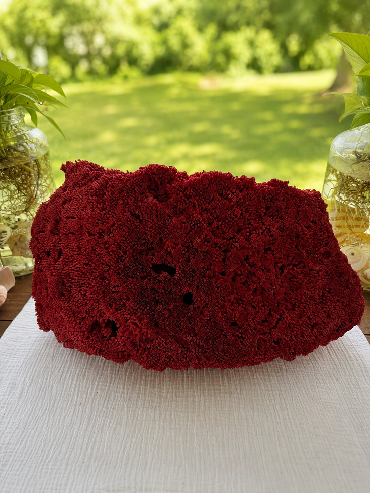 Red Organ Pipe Coral