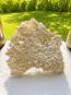 White Table Coral