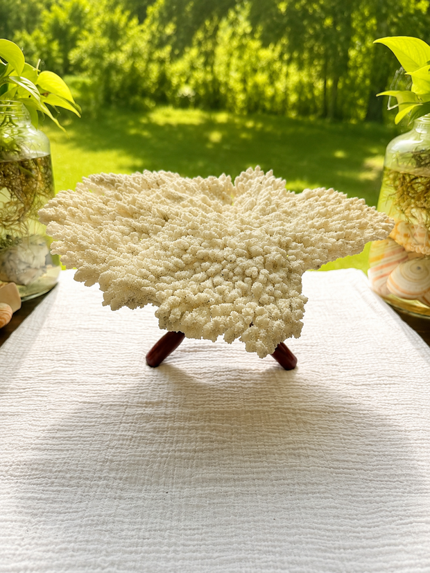 White Table Coral