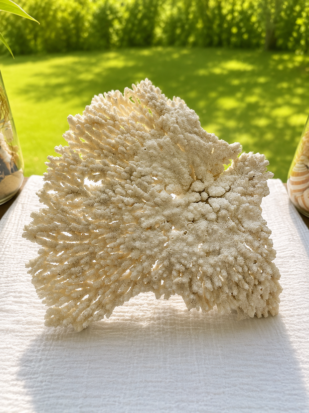 White Table Coral